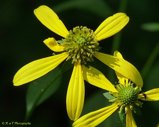{Rudbeckia laciniata}